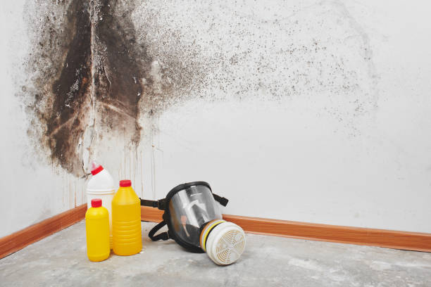 Best Professional Mold Removal  in Rio Hondo, TX