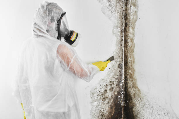 Best Crawl Space Mold Removal  in Rio Hondo, TX