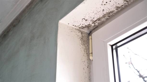 Best Local Mold Removal Service  in Rio Hondo, TX