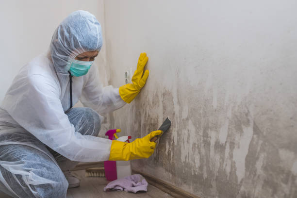 Best Certified Mold Removal  in Rio Hondo, TX