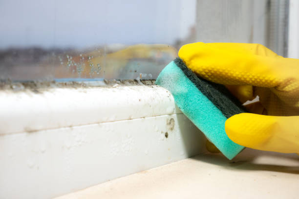 Best Residential Mold Removal  in Rio Hondo, TX