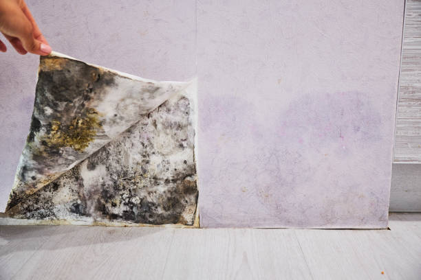Best Home Mold Removal  in Rio Hondo, TX